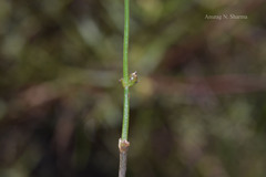 Lindernia hyssopoides